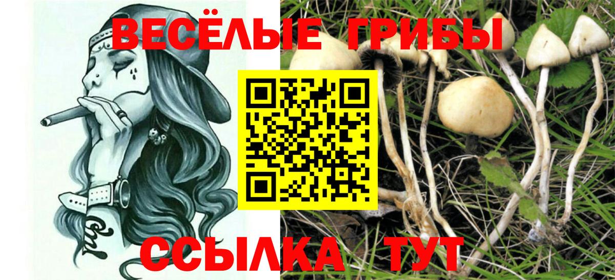 Выборг  Галлюциногенные грибы ЛСД  Вход с VPN  Псилоцибиновые грибы Psilocybe 